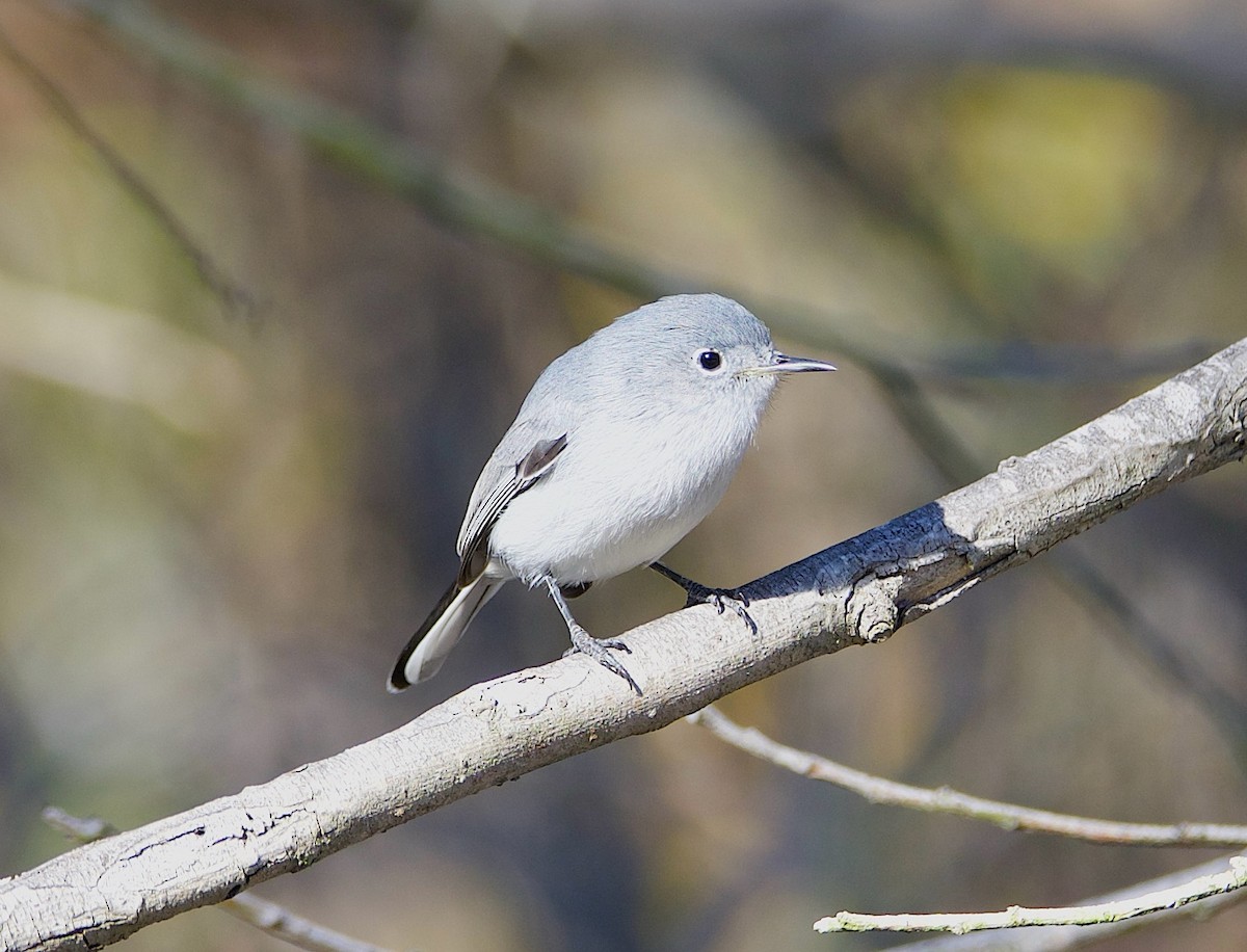 Perlita Grisilla - ML645764073