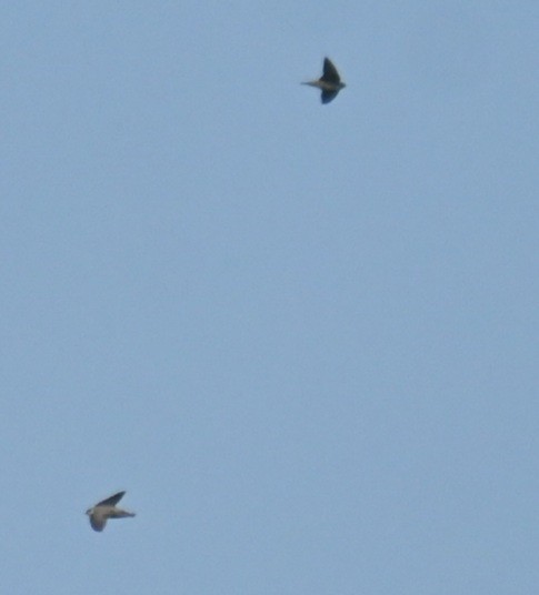 Eurasian Crag-Martin - ML645764076