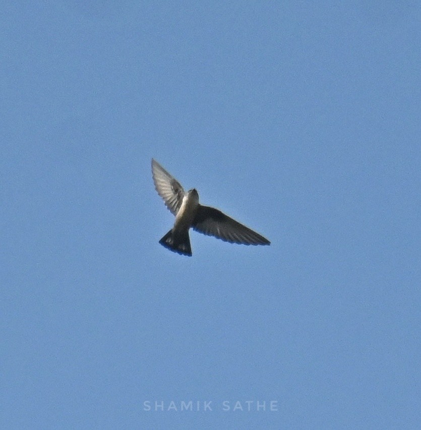 Eurasian Crag-Martin - ML645764078