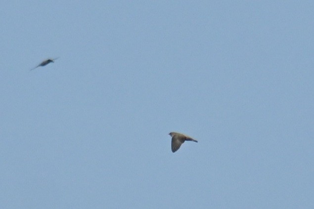 Eurasian Crag-Martin - ML645764079