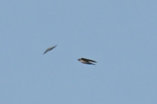 Eurasian Crag-Martin - ML645764080