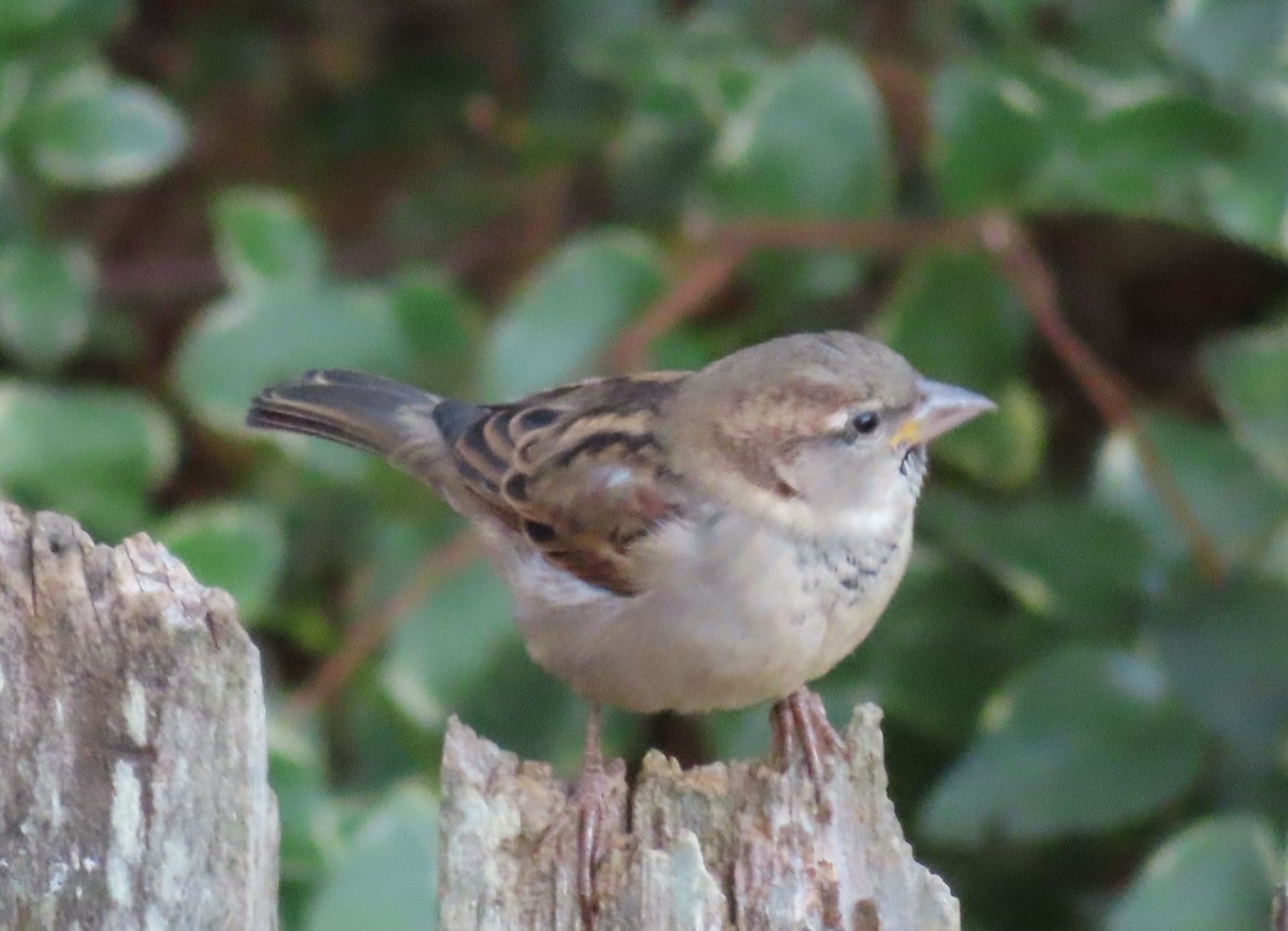 イエスズメ - ML645764081