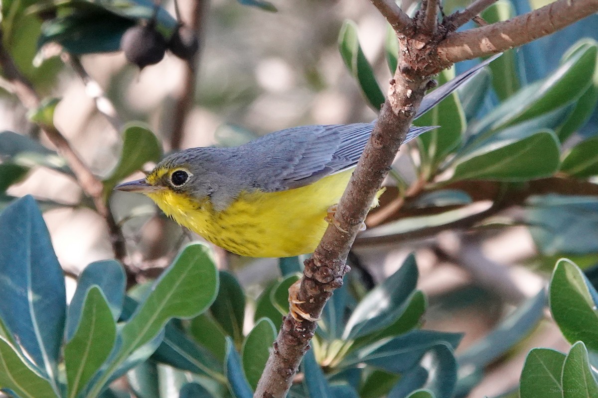 Canada Warbler - ML645764083