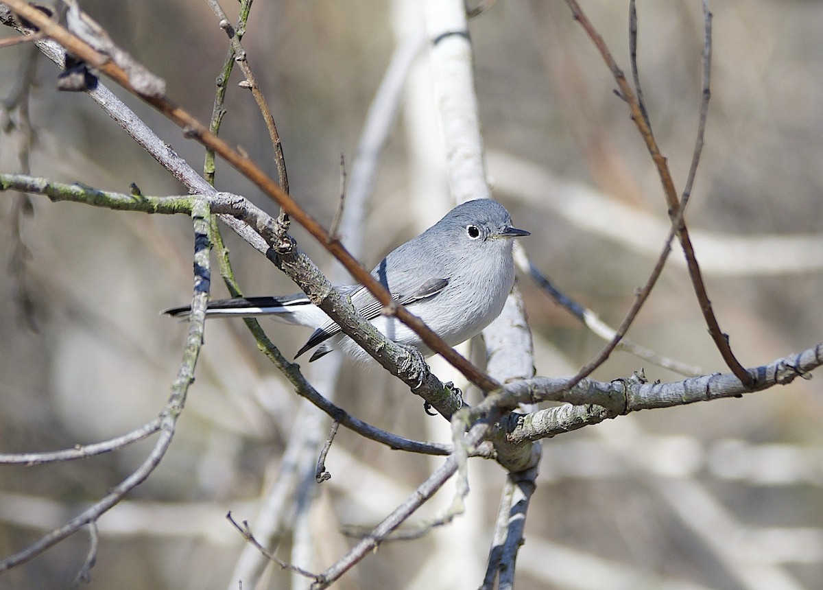 Perlita Grisilla - ML645764085