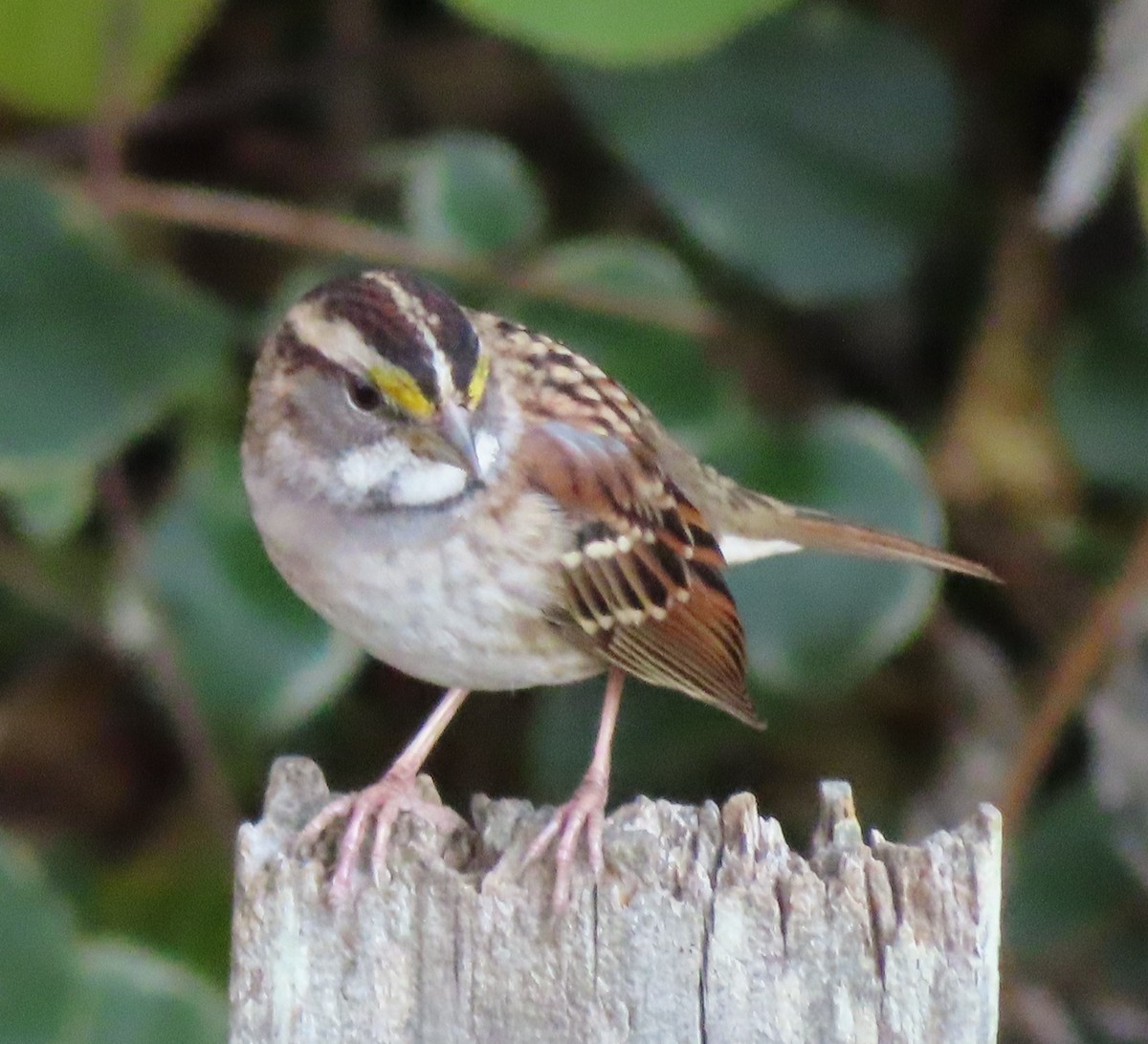 ノドジロシトド - ML645764100