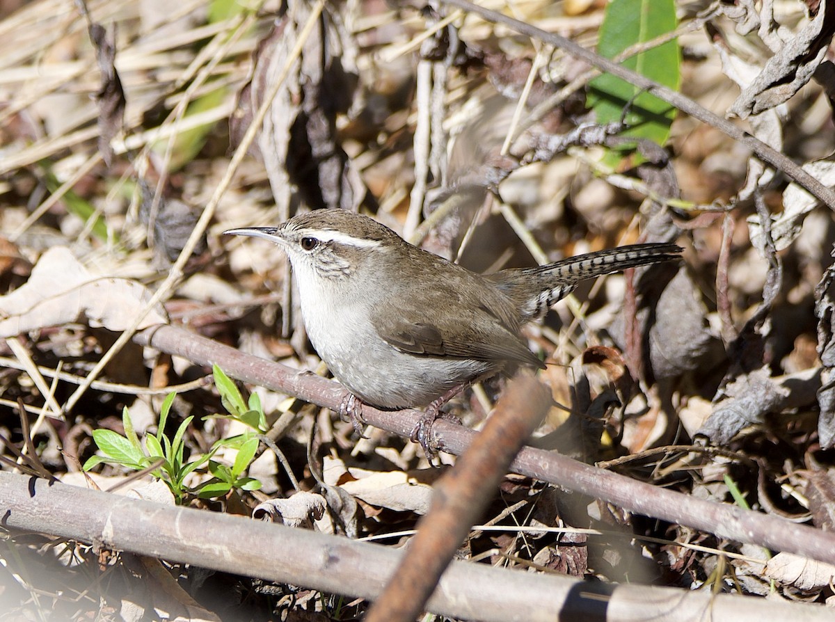 Cucarachero Colinegro - ML645764101