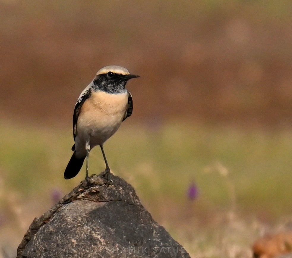 Desert Wheatear - ML645764103
