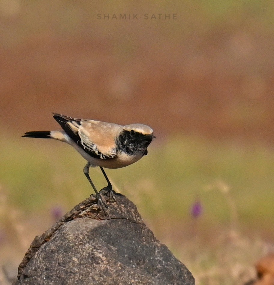 Desert Wheatear - ML645764104
