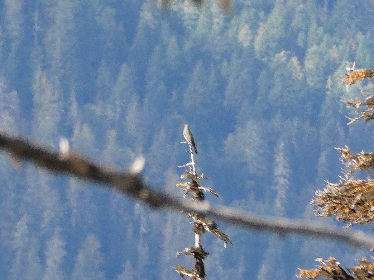 ハエトリツグミ - ML645764105