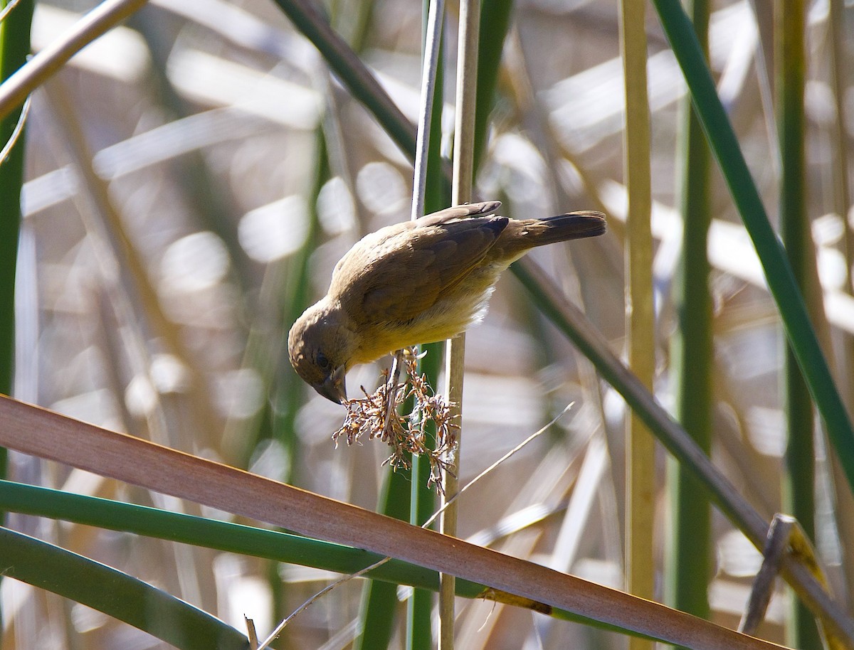 シマキンパラ - ML645764106