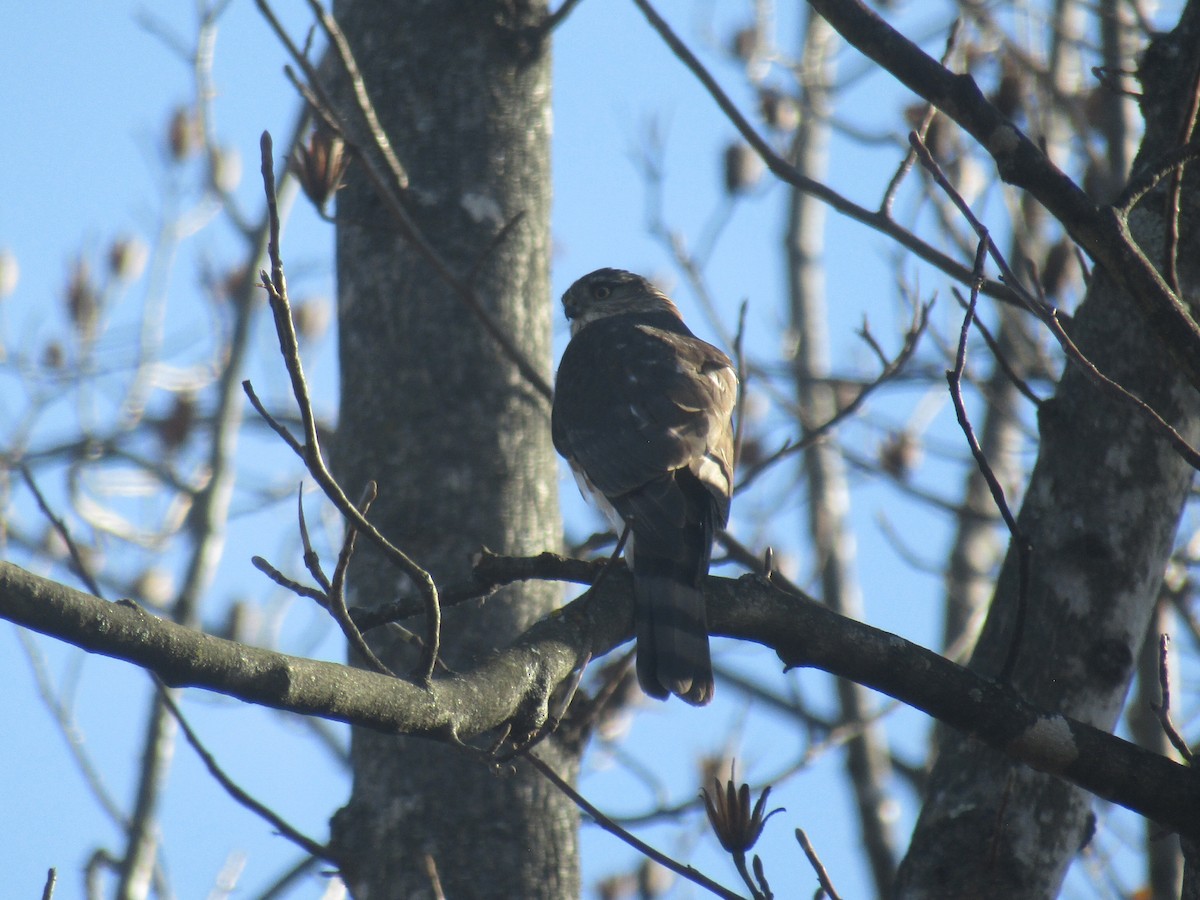 アシボソハイタカ - ML645764107