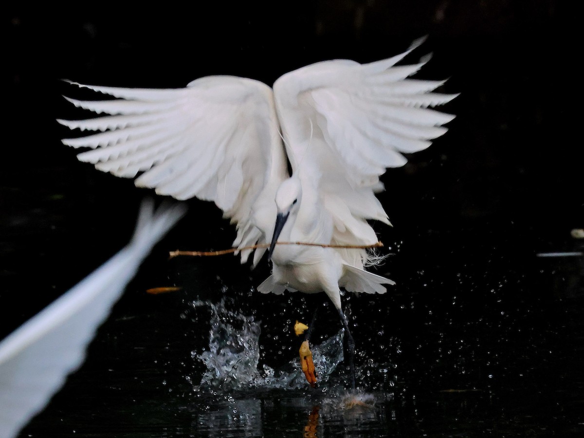 コサギ - ML645764109