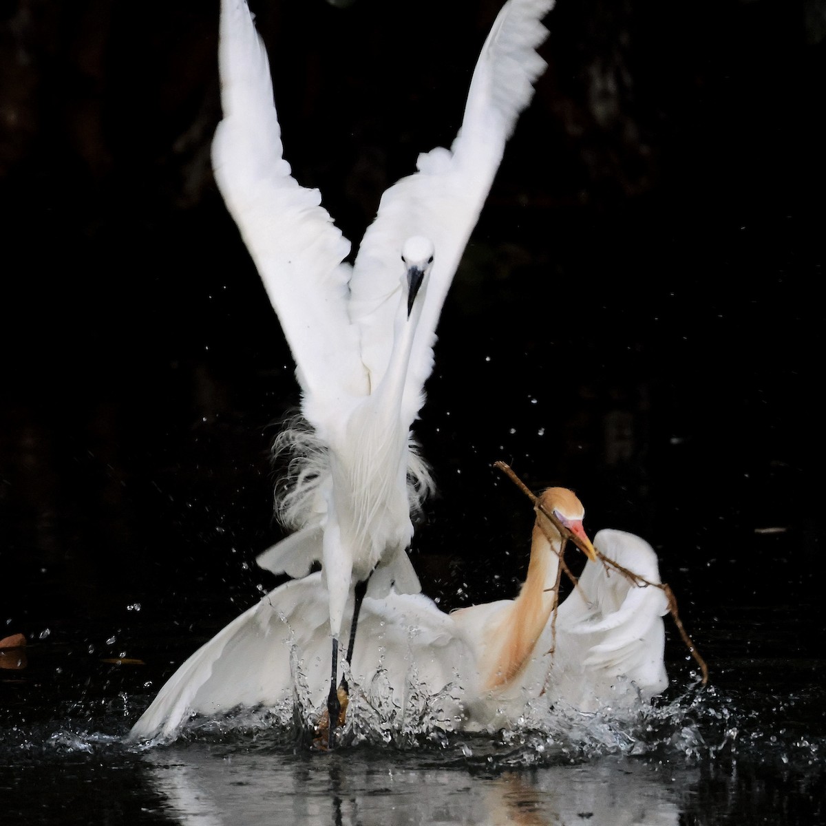 コサギ - ML645764110