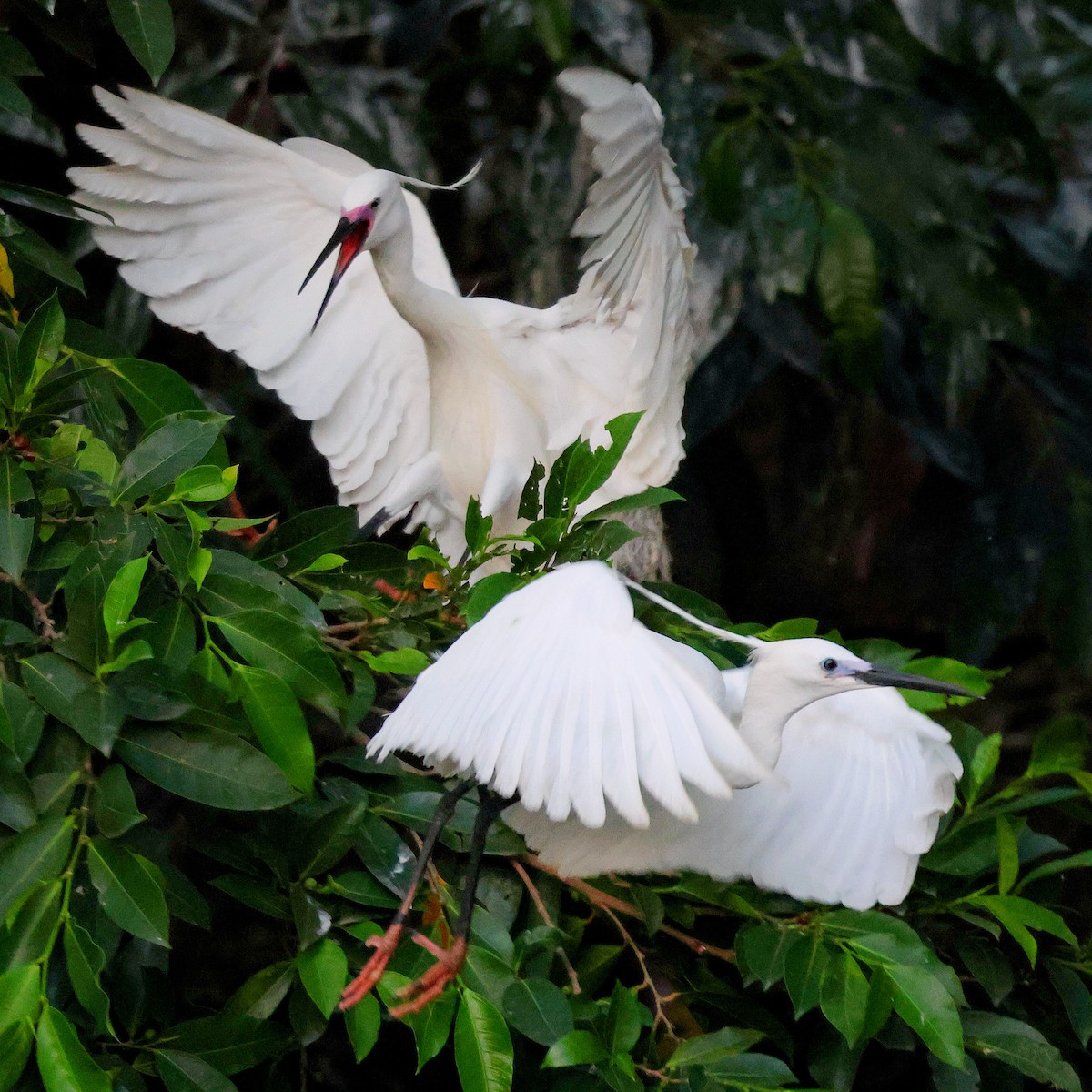 コサギ - ML645764111