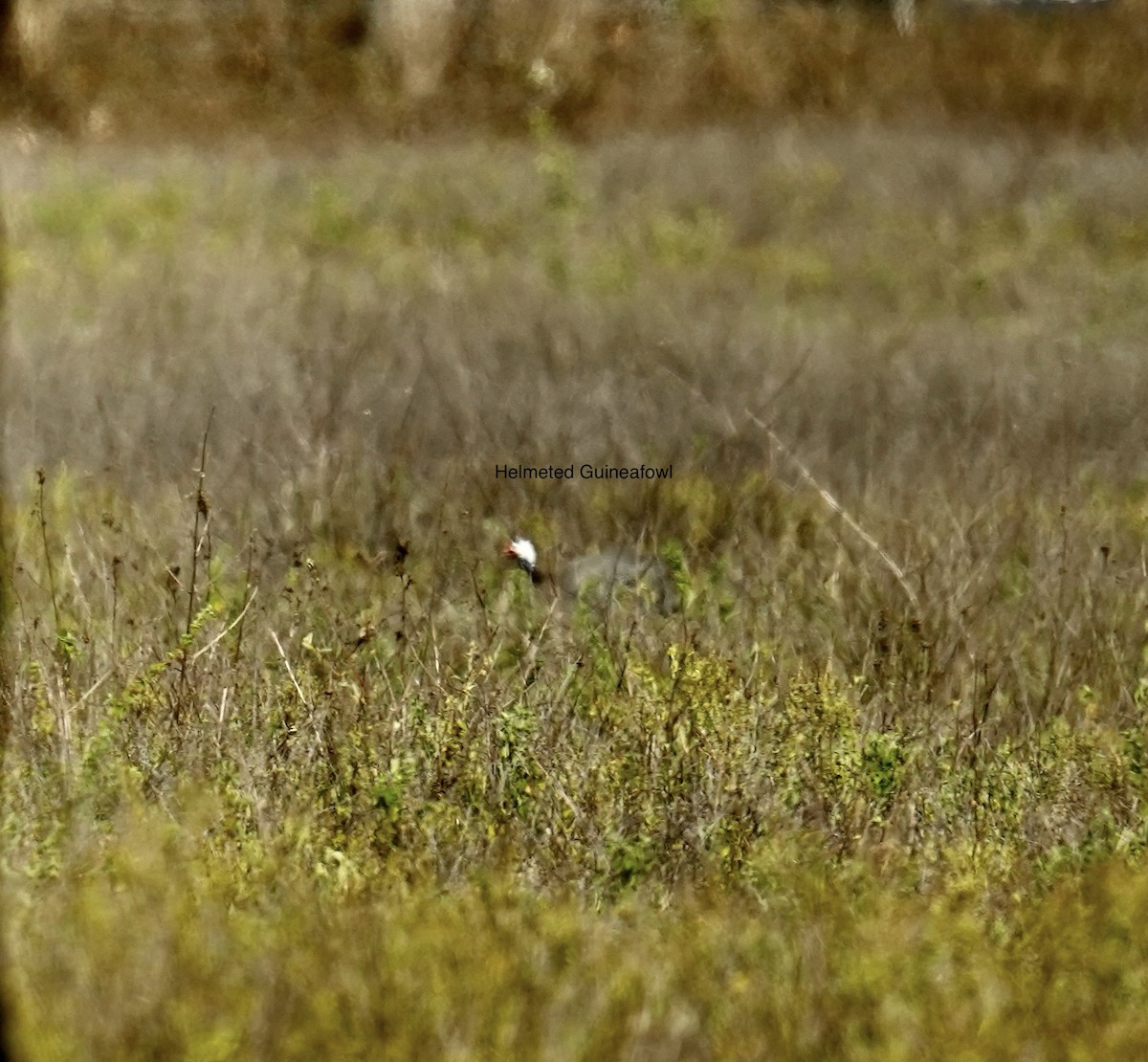 ホロホロチョウ（家畜） - ML645764113
