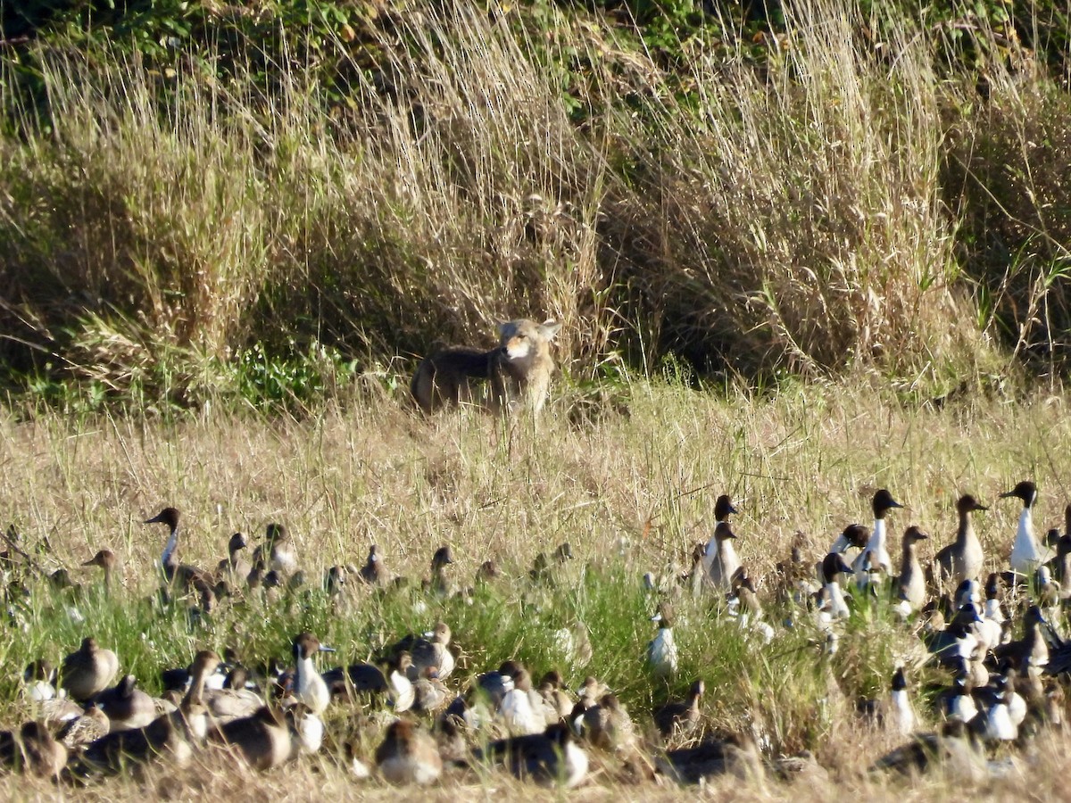 Coyote - ML645764115