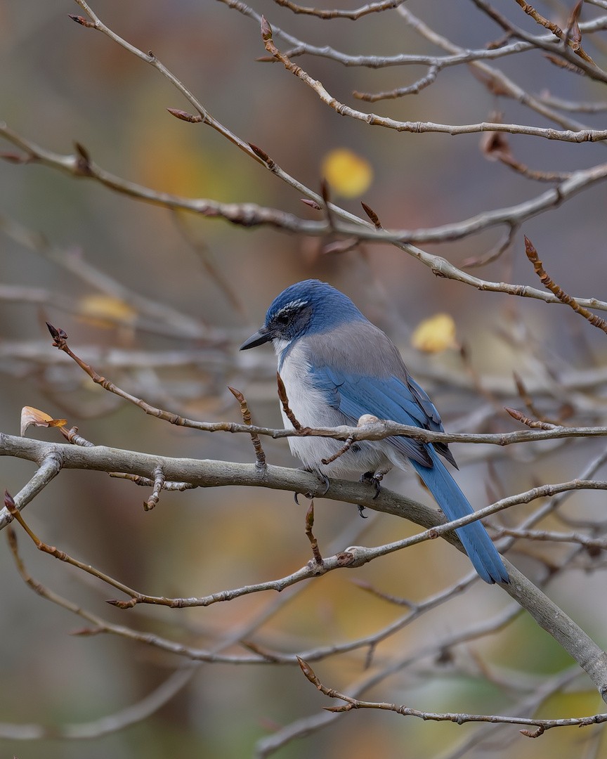 カリフォルニアカケス - ML645764116