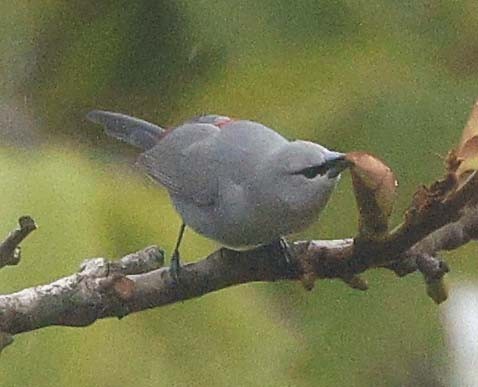 オグロアサギリチョウ - ML645764117