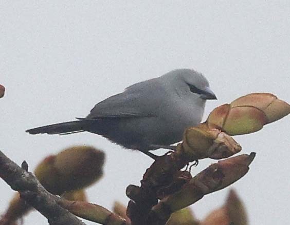 オグロアサギリチョウ - ML645764118