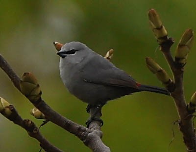 オグロアサギリチョウ - ML645764119