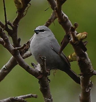 オグロアサギリチョウ - ML645764120