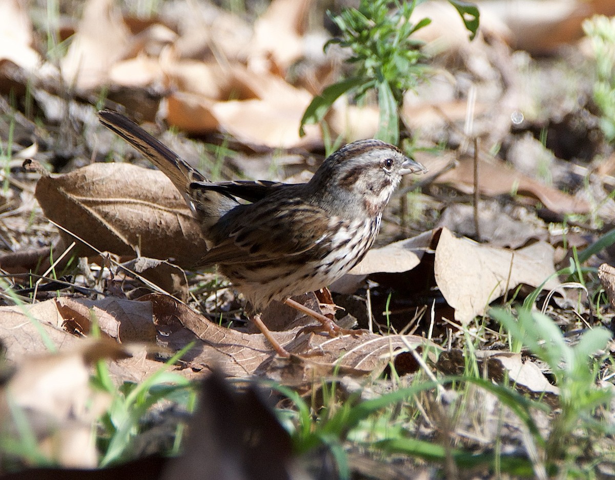 ウタスズメ - ML645764121