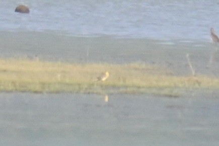 キガシラセキレイ - ML645764122