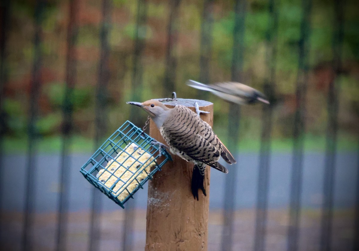 ハシボソキツツキ - ML645764123