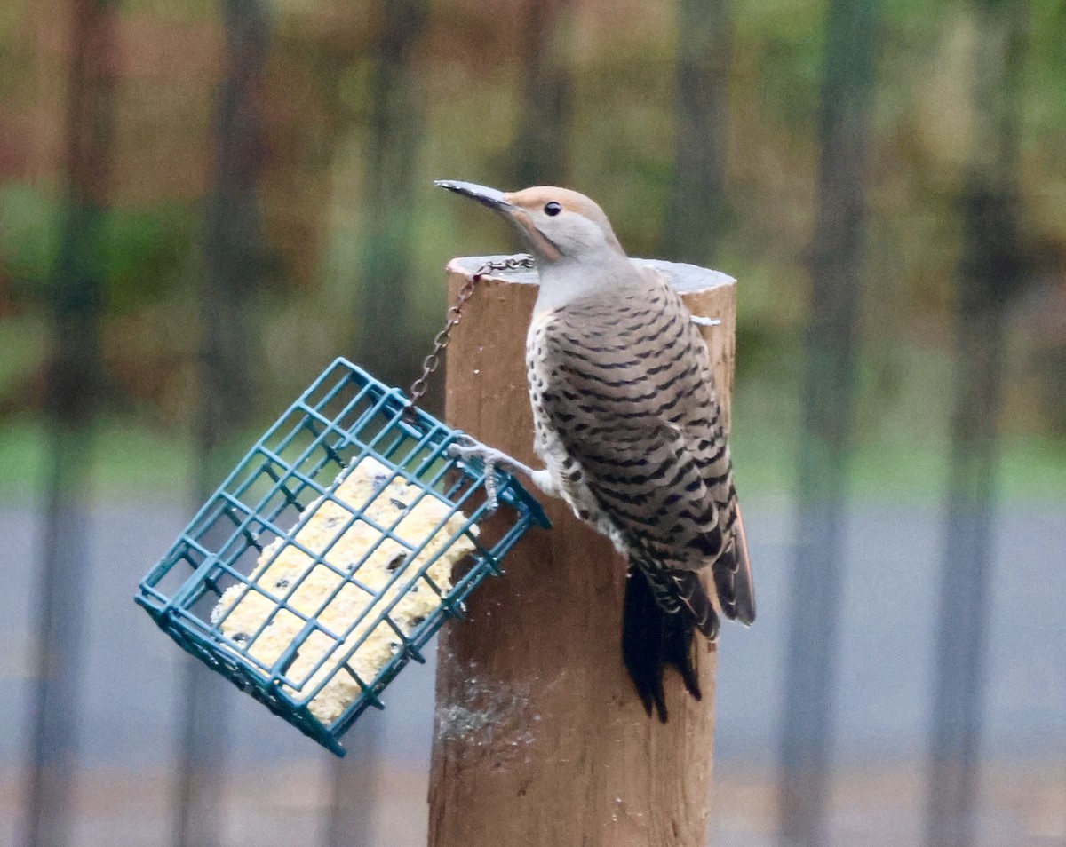 ハシボソキツツキ - ML645764124