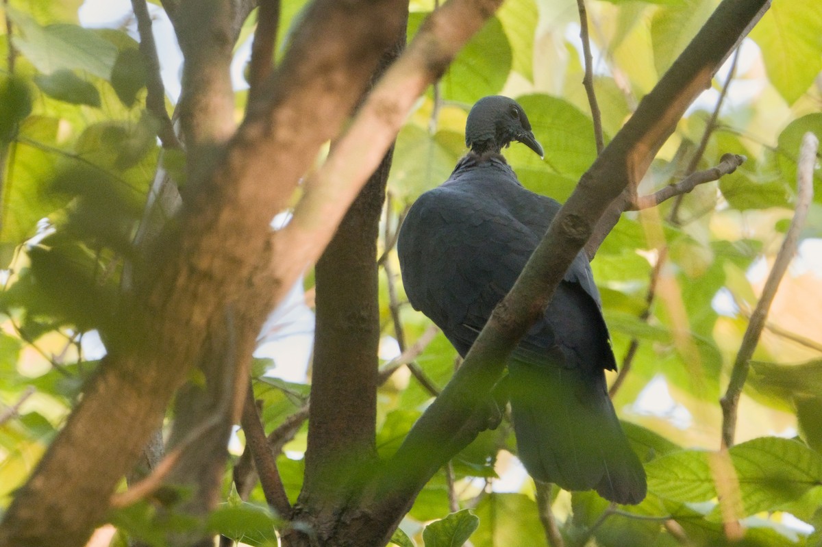 カラスバト - ML645764125