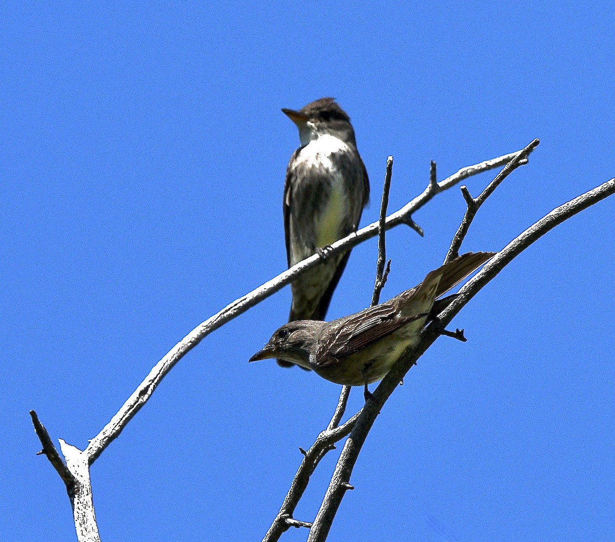 ナキヒタキモドキ - ML645764127