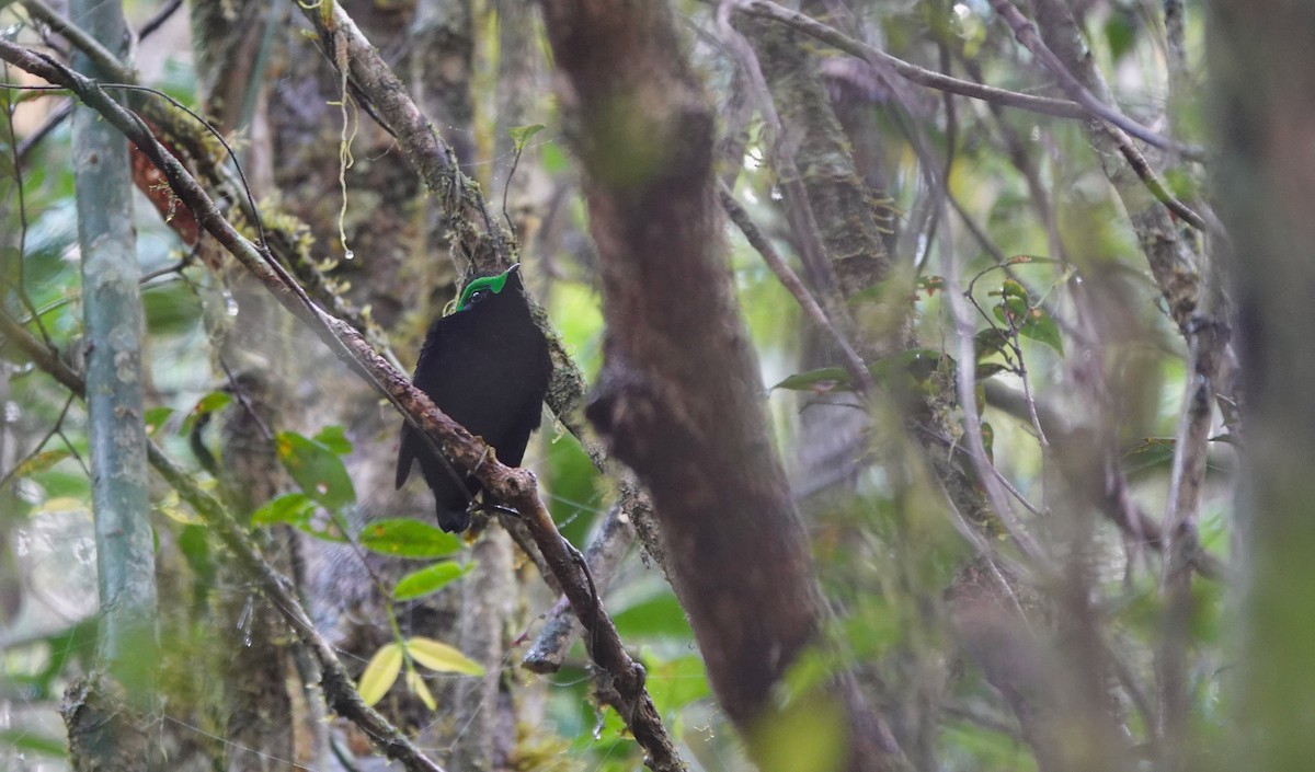 ビロードマミヤイロチョウ - ML645764128