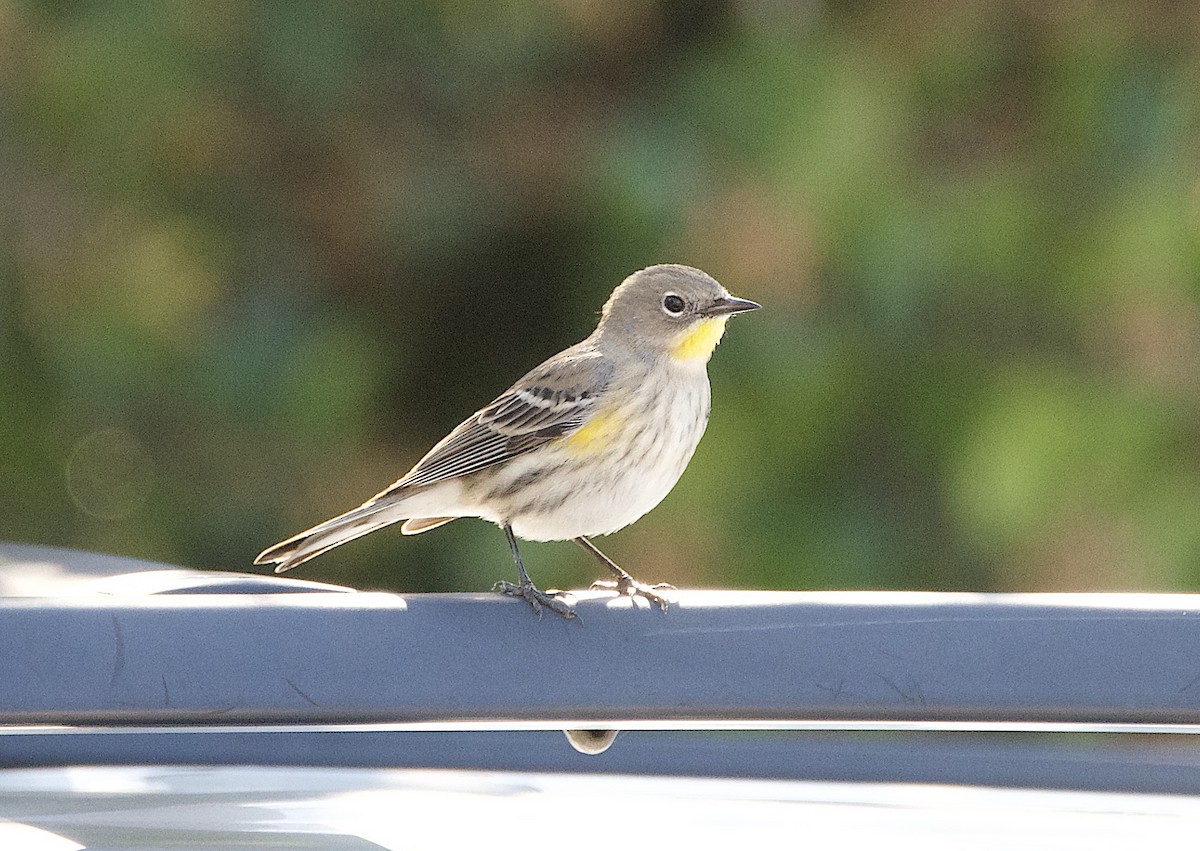 キヅタアメリカムシクイ - ML645764130