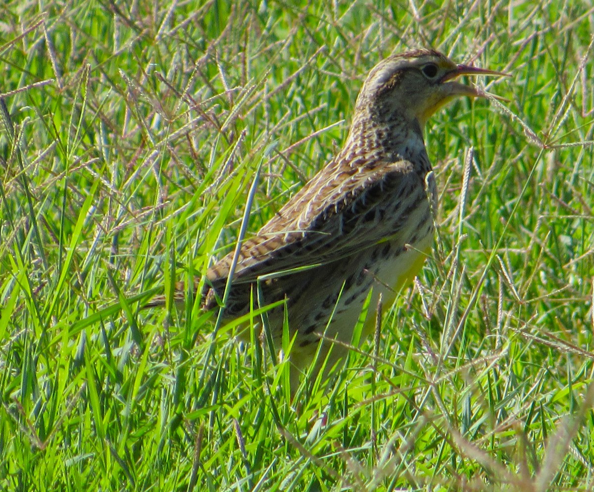 ニシマキバドリ - ML645764133