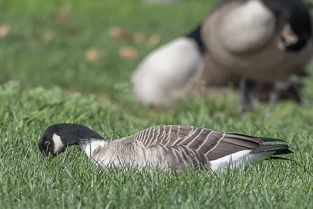 シジュウカラガン - ML645764134