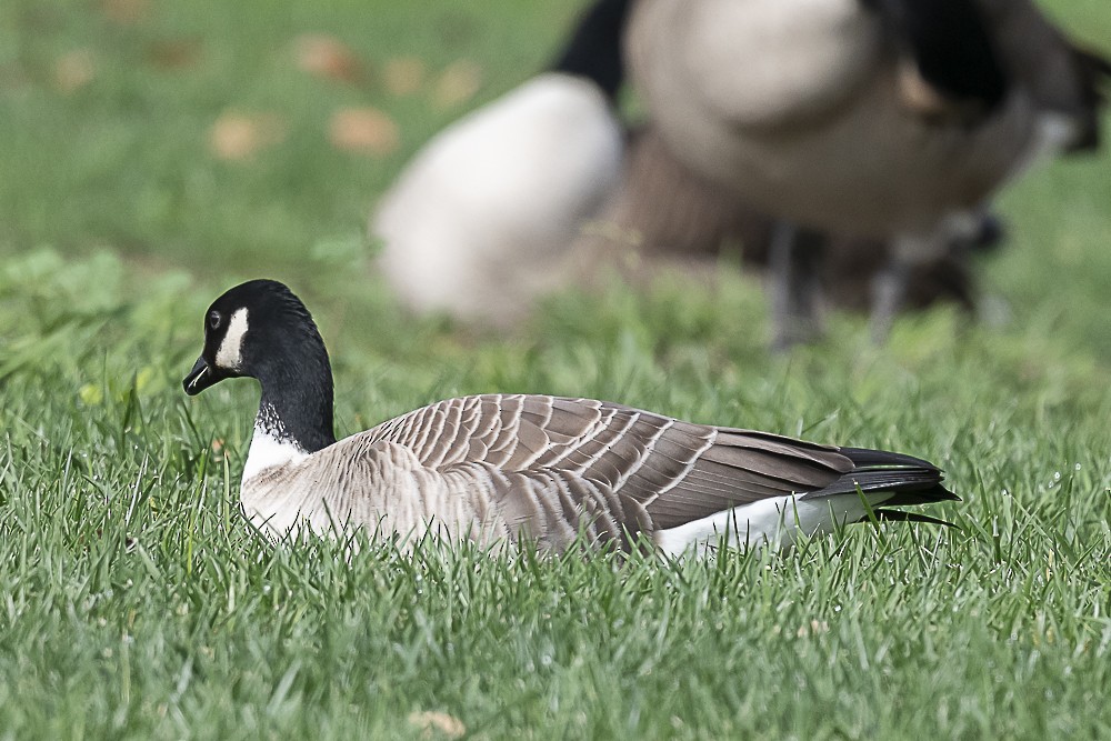 シジュウカラガン - ML645764135