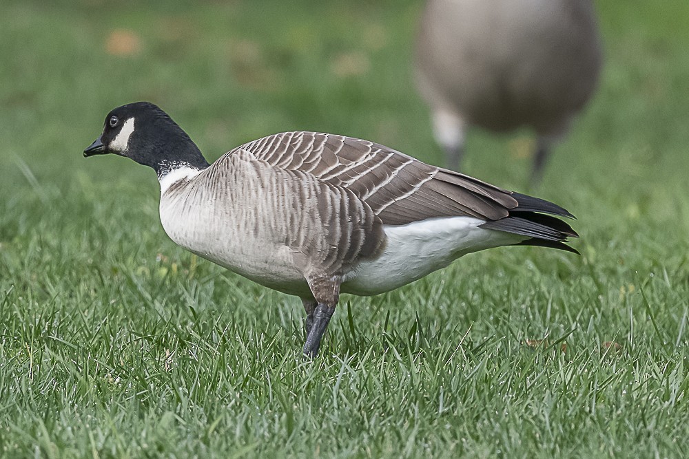 シジュウカラガン - ML645764138