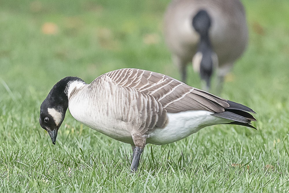 シジュウカラガン - ML645764139