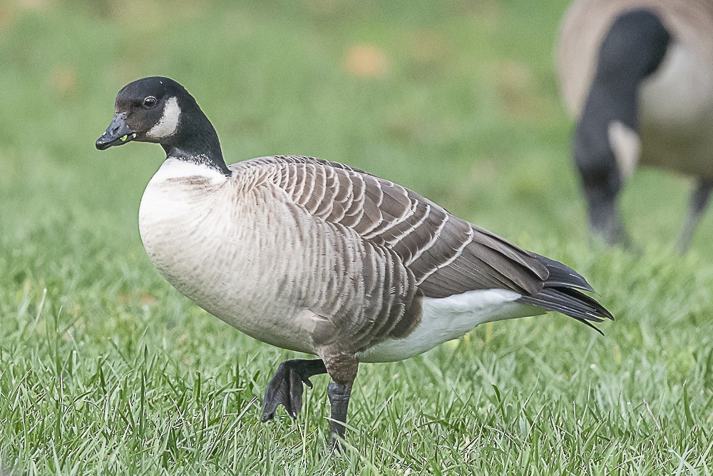 シジュウカラガン - ML645764140