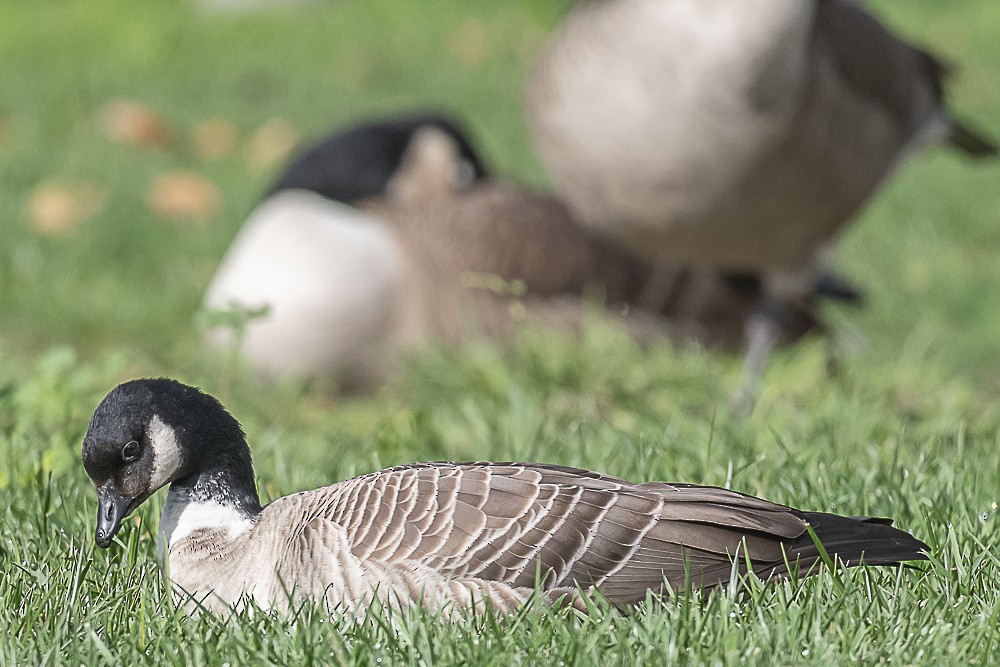 シジュウカラガン - ML645764141