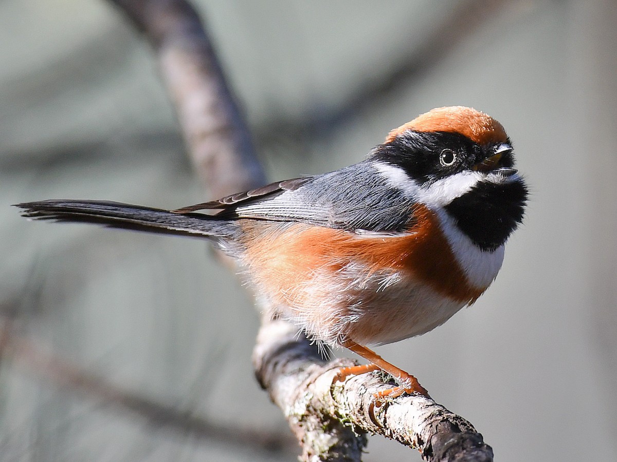 ズアカエナガ - ML645764143