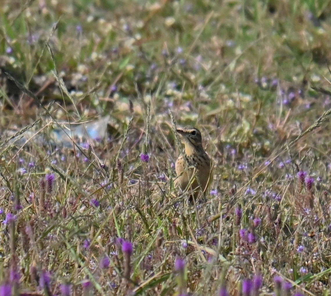 コマミジロタヒバリ - ML645764147