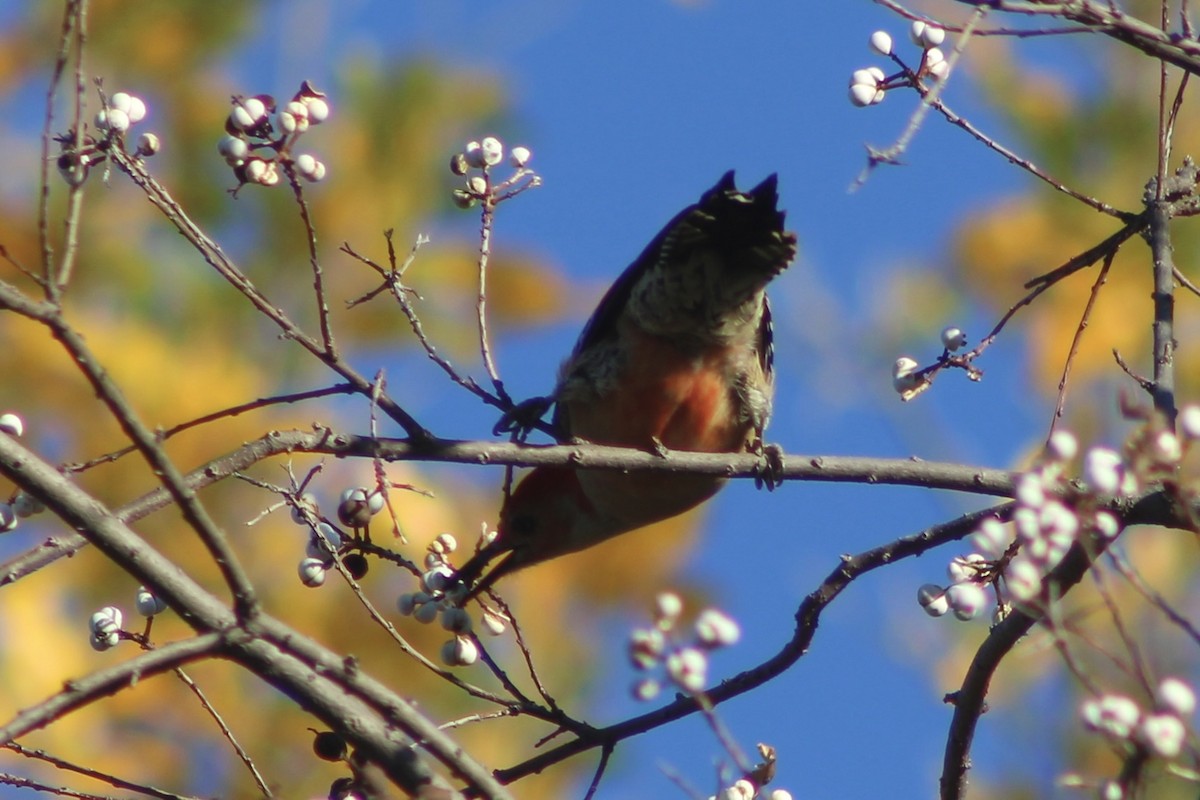Carpintero de Carolina - ML645764149