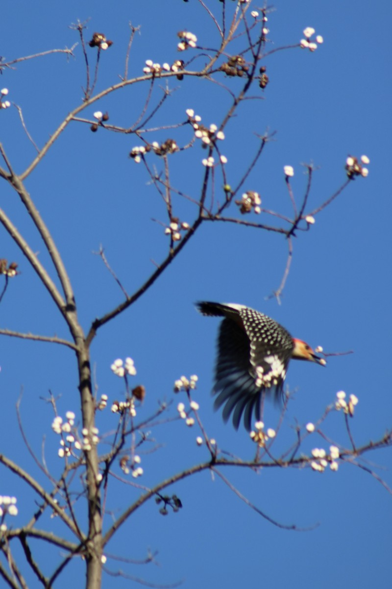 Carpintero de Carolina - ML645764150