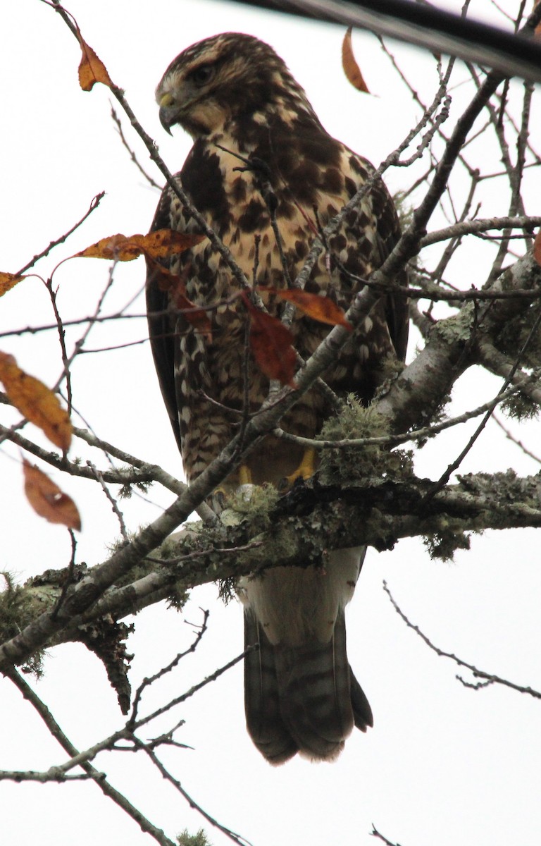 káně bělohrdlá - ML645764152