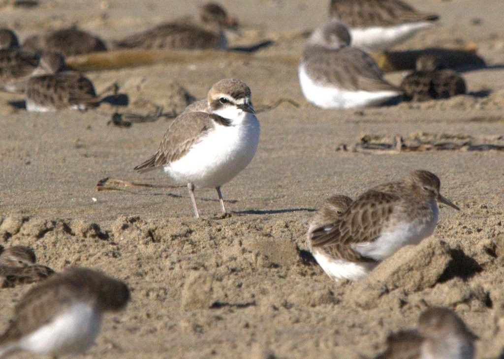 Snowy Plover - ML645764155