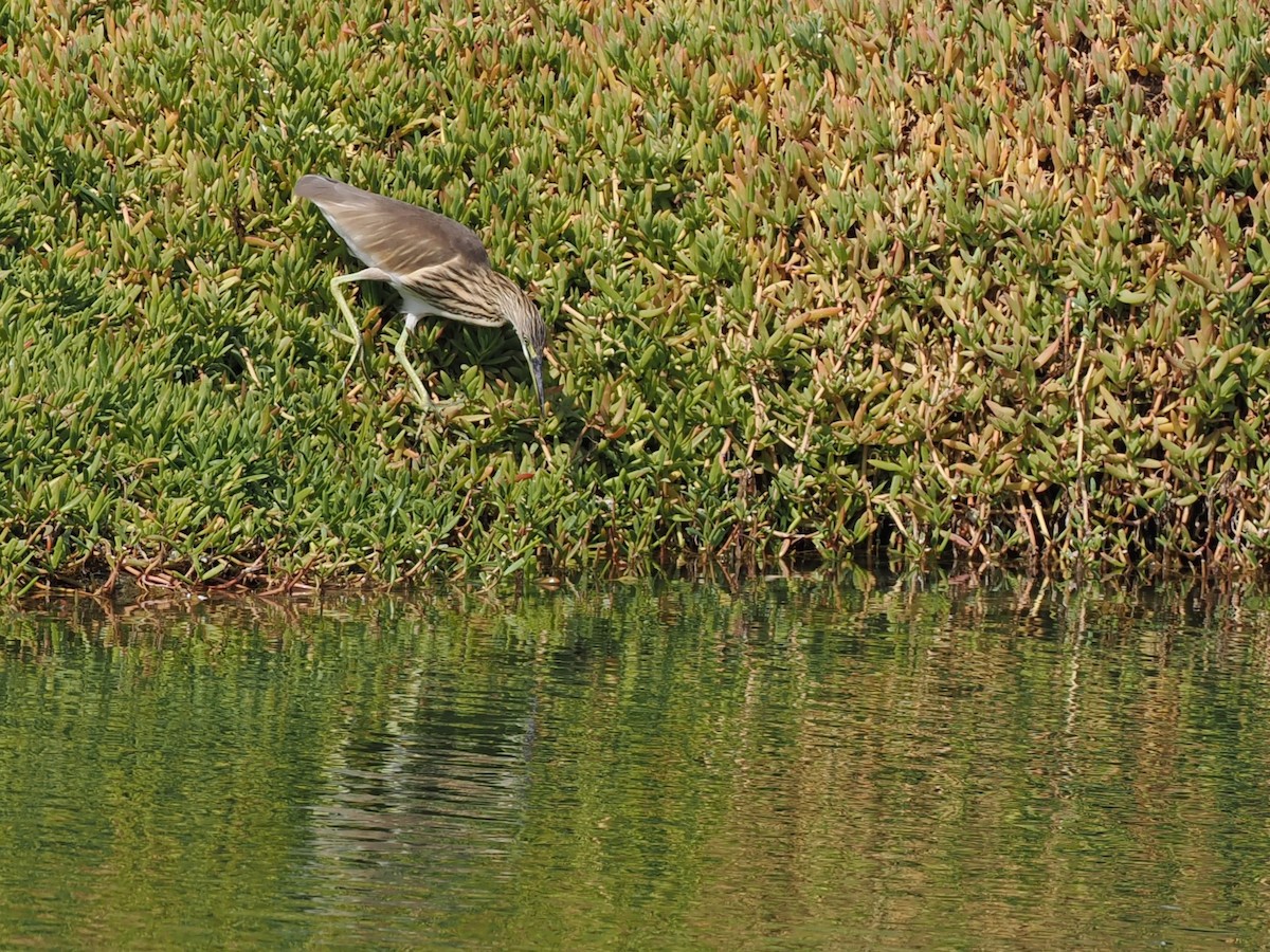 Indian Pond-Heron - ML645764162