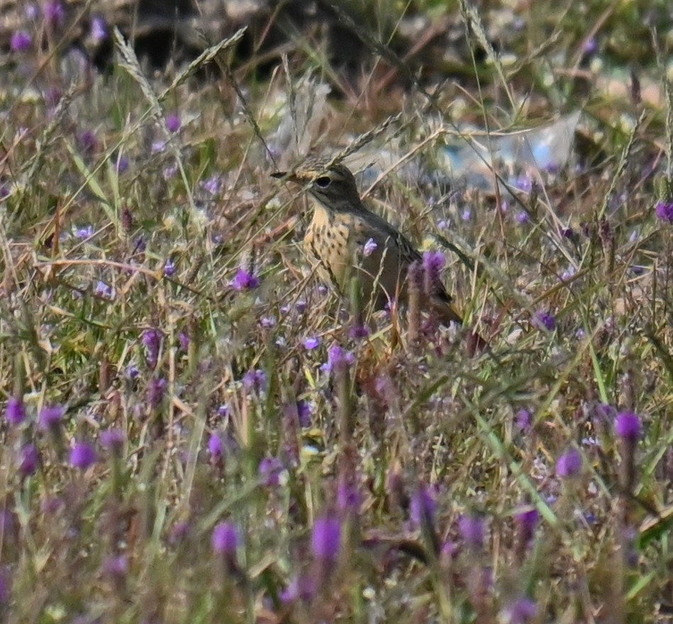 Blyth's Pipit - ML645764164