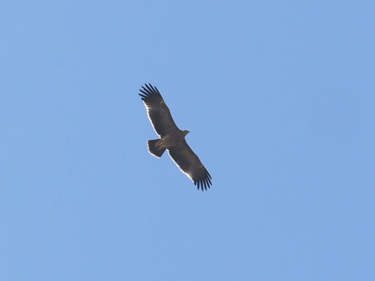 Imperial Eagle - ML645764167