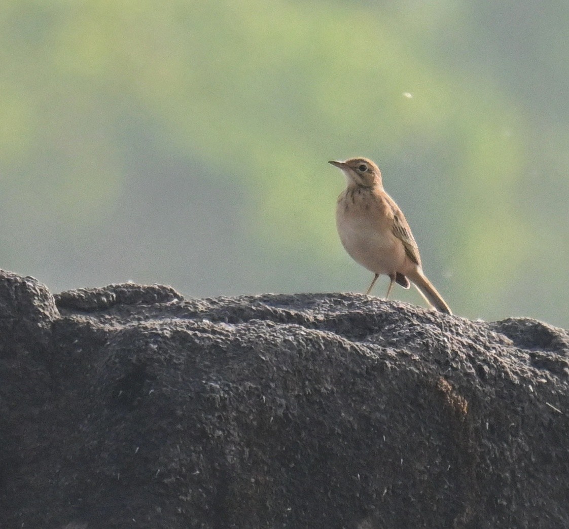 Tawny Pipit - ML645764169